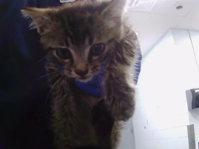 A baby small-sized male Domestic Short Hair cat named Rascal for adoption in Charlotte, NC
