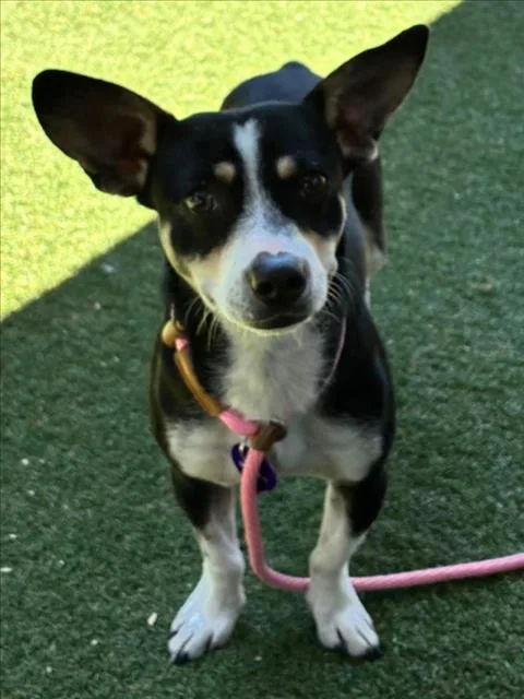 A young medium-sized male Chihuahua dog named Sammy for adoption in Woodland, CA