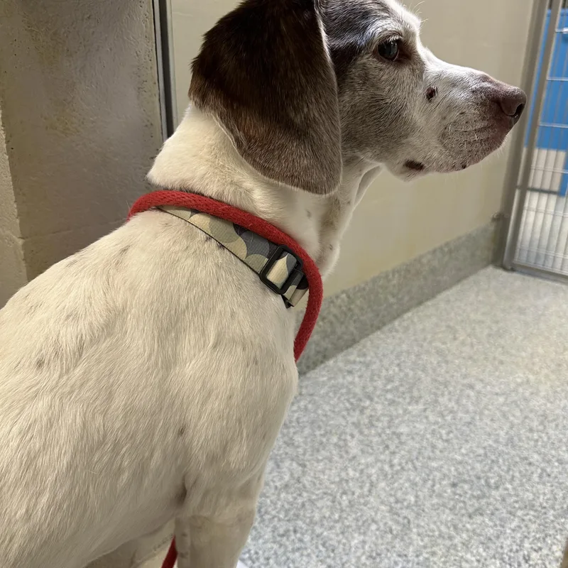 A senior medium-sized male Brown / Chocolate Pointer dog named Memo for adoption in Manassas, VA