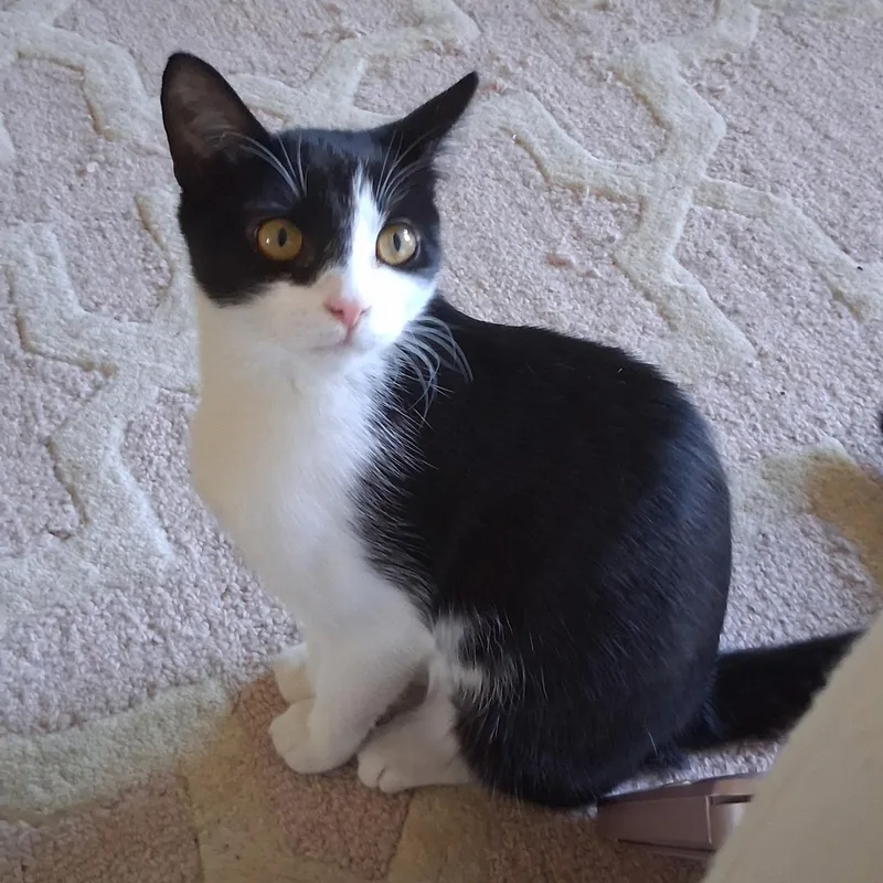 A baby small-sized female Black Domestic Short Hair cat named Daisy for adoption in Antioch, CA