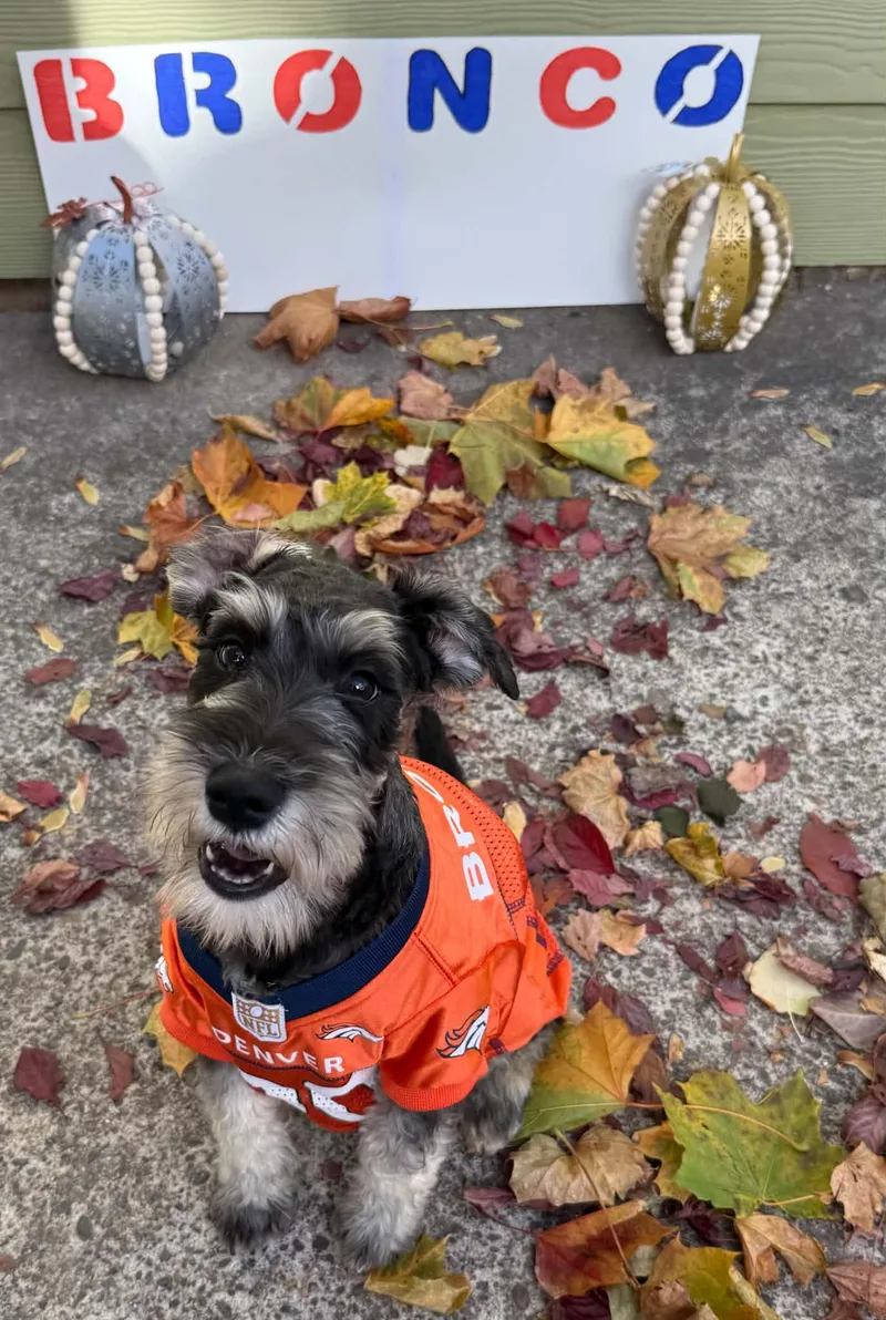 A baby small-sized female Black Miniature Schnauzer dog named Bronco for adoption in Newberg, OR