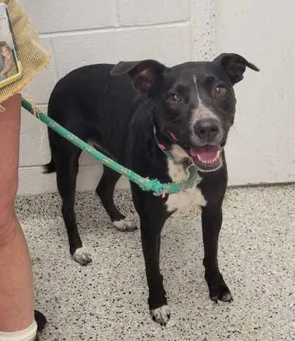 An adult large-sized female Black Mixed Breed dog named Riley for adoption in Kansas City, MO