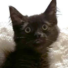 Fluffy Kona! thumbnail 2