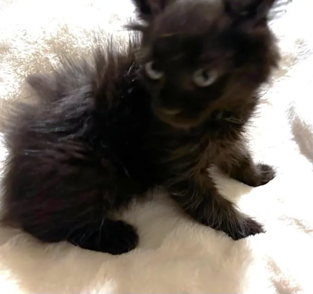 Fluffy Kona! thumbnail 3