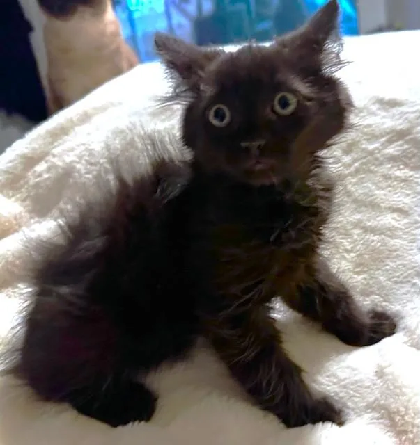 Fluffy Kona! thumbnail 4