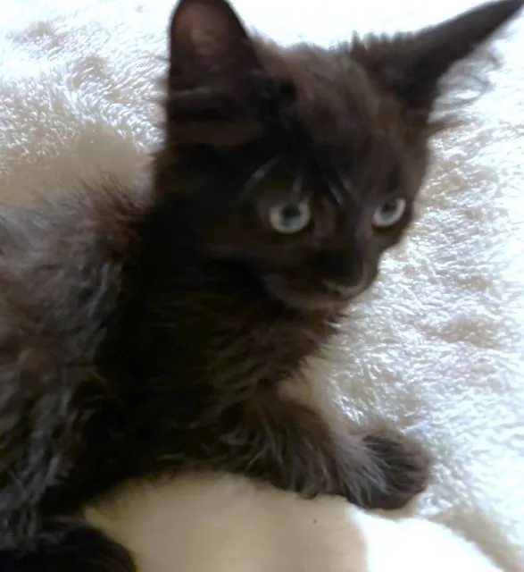 Fluffy Kona! thumbnail 6