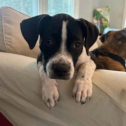 A baby medium-sized male Black Boxer dog named Charles for adoption in Beulaville, NC