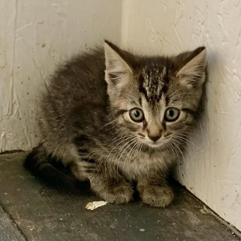 A baby small-sized female Gray / Blue / Silver Domestic Short Hair cat named Storm Estep for adoption in Woodstock, VA