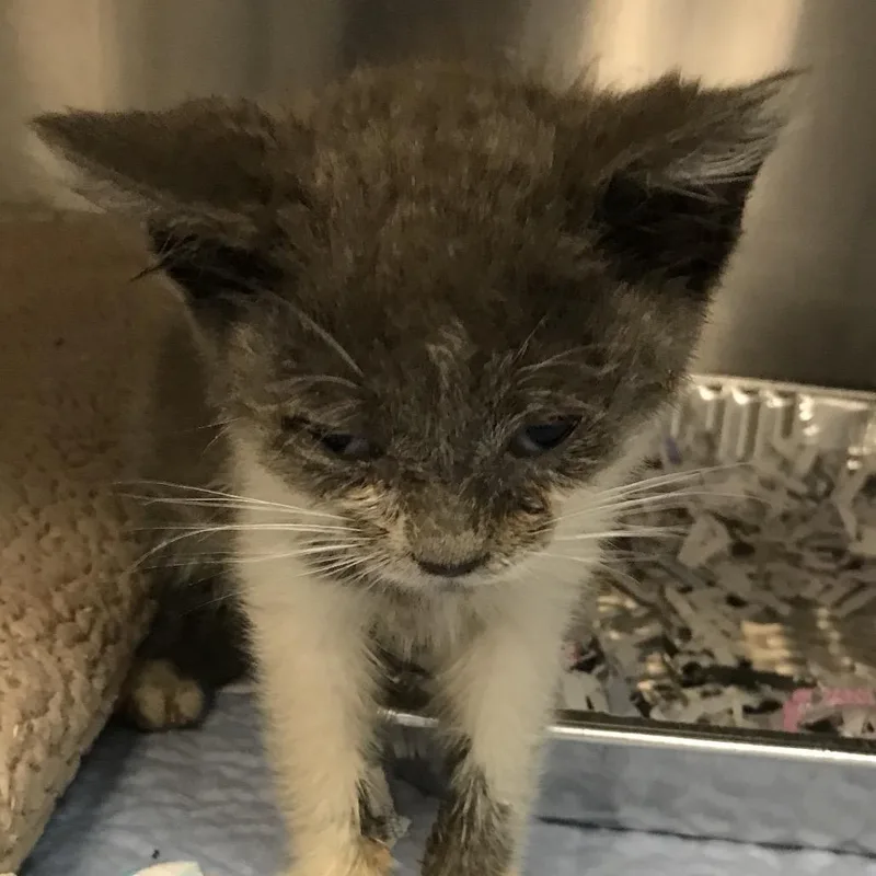 A baby small-sized male Gray / Blue / Silver Domestic Short Hair cat named Roger for adoption in Newark, NJ