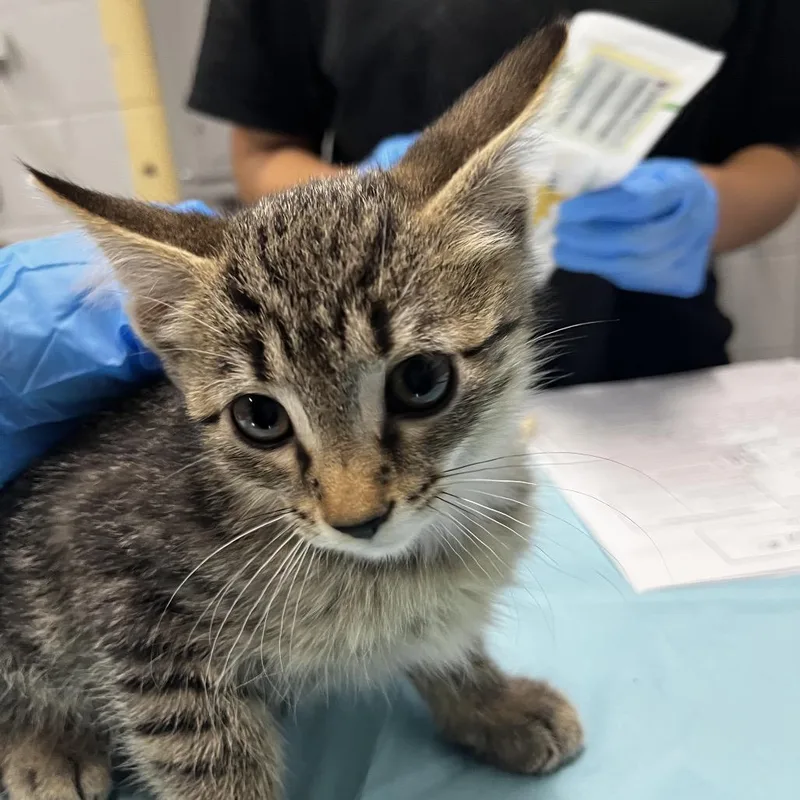 A baby small-sized male Brown / Chocolate Domestic Short Hair cat named Tom Nook for adoption in Summerville, SC