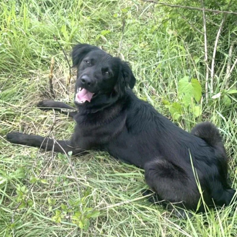 A young medium-sized male Black Flat-Coated Retriever dog named Louise for adoption in Olympia, WA