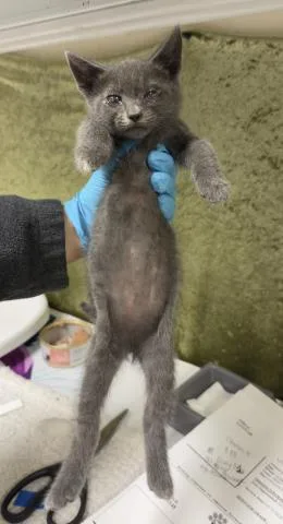 A baby small-sized female Domestic Short Hair cat named Munchkin for adoption in Riverside, CA