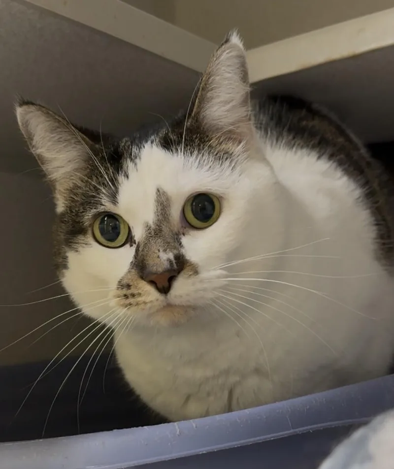 An adult medium-sized male Tabby (Brown / Chocolate) Domestic Short Hair cat named Zinos for adoption in Osseo, MI