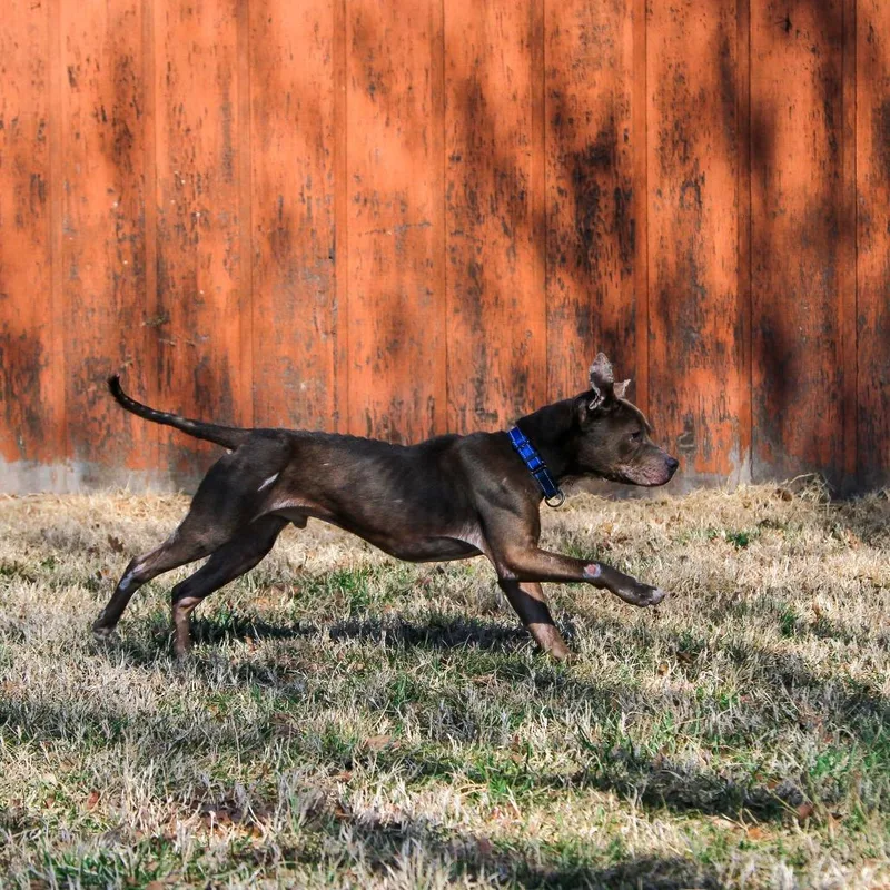 An adult medium-sized male Gray / Blue / Silver Pit Bull Terrier dog named Pb&j for adoption in Columbia, MO
