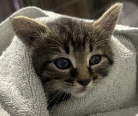 A young small-sized female Domestic Medium Hair cat named Gumball for adoption in Roseville, CA