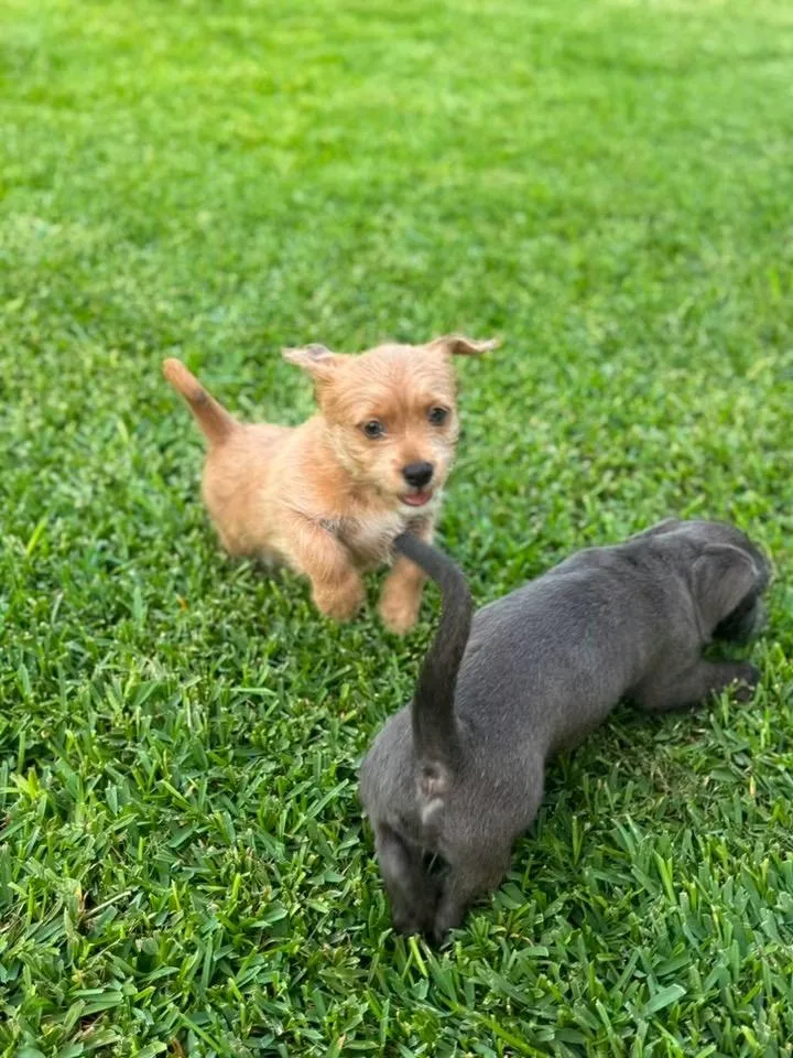 A baby medium-sized female Terrier dog named Harper for adoption in San Antonio, TX