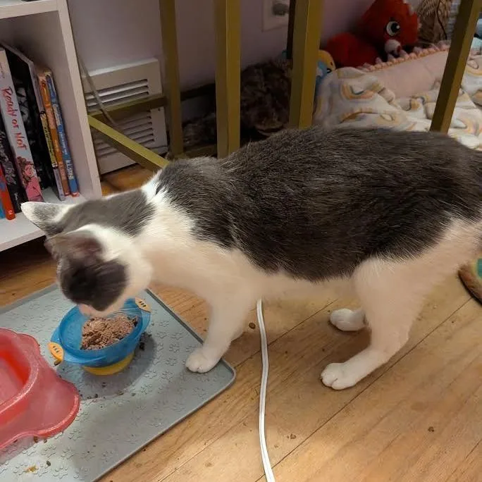 An adult small-sized female Gray / Blue / Silver Domestic Short Hair cat named Stevie for adoption in Madison, WI