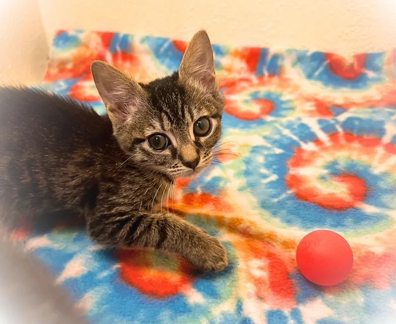 A baby small-sized male Tabby cat named Napoleon Dynamite for adoption in The Dalles, OR