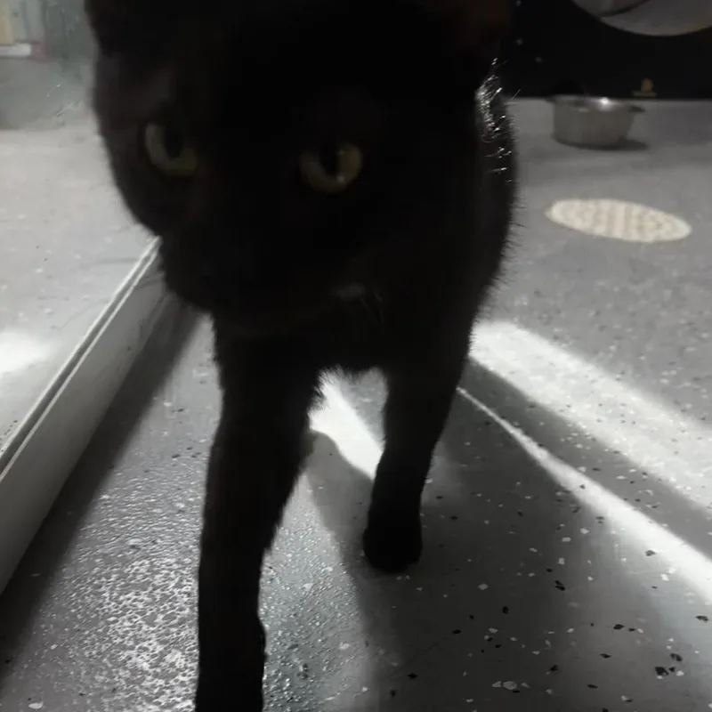 A baby medium-sized male Black Domestic Short Hair cat named Hershey for adoption in Grinnell, IA