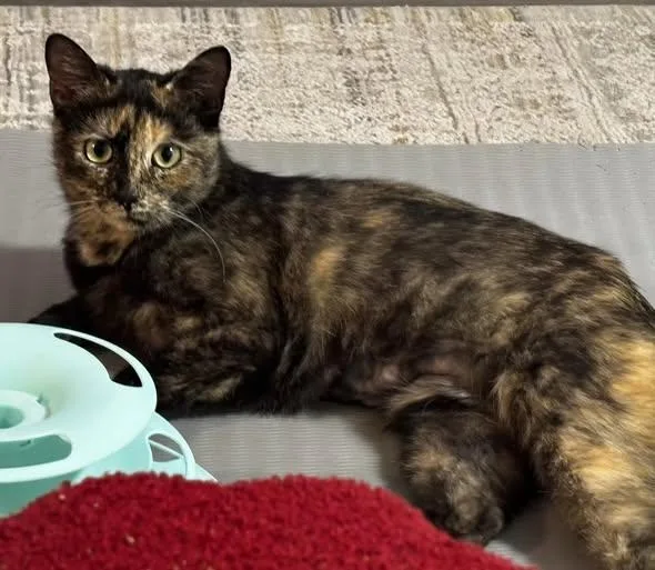 A young medium-sized female Torbie cat named Tori for adoption in Rochelle Park, NJ