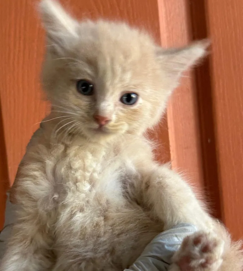 Percy