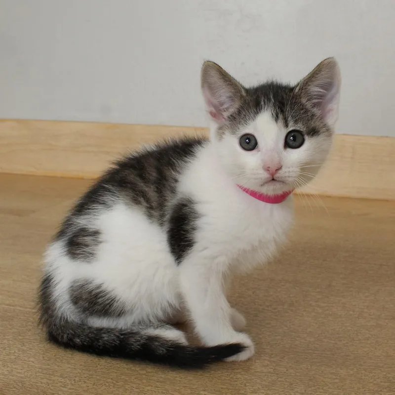 A baby small-sized female Brown / Chocolate Domestic Short Hair cat named Twix C for adoption in Minnetonka, MN