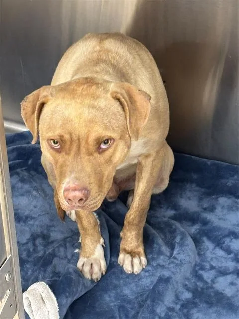 A young medium-sized male American Staffordshire Terrier dog named Yeet for adoption in Grand Prairie, TX