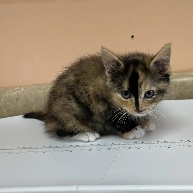 A baby small-sized female Calico Domestic Short Hair cat named Poppy for adoption in Hamilton, GA