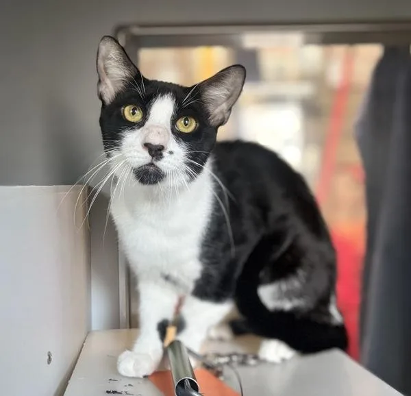 An adult medium-sized male Domestic Short Hair cat named Yan Yan for adoption in Ridgewood, NY