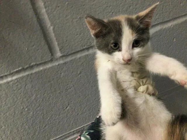 A baby small-sized female Domestic Short Hair cat named Flora for adoption in Thousand Palms, CA