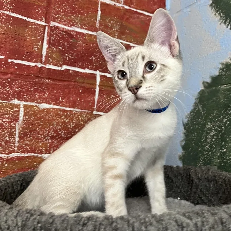 A baby small-sized male Cream / Ivory Siamese cat named Grover for adoption in Laredo, TX