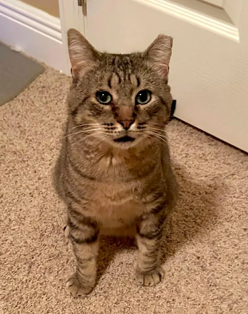 An adult medium-sized male Domestic Short Hair cat named JoJo for adoption in Longwood, FL