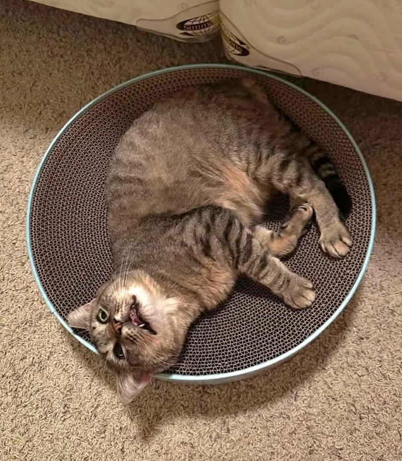 JoJo thumbnail 2