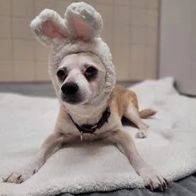 A senior small-sized male Yellow / Tan / Blond / Fawn Chihuahua dog named Bryant for adoption in Ramona, CA