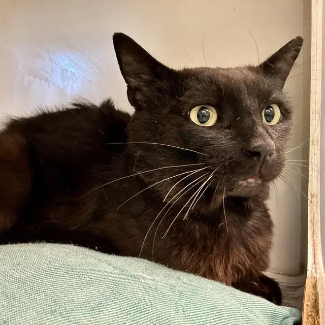 A young small-sized male Domestic Short Hair cat named Tinky for adoption in Riverside, CA