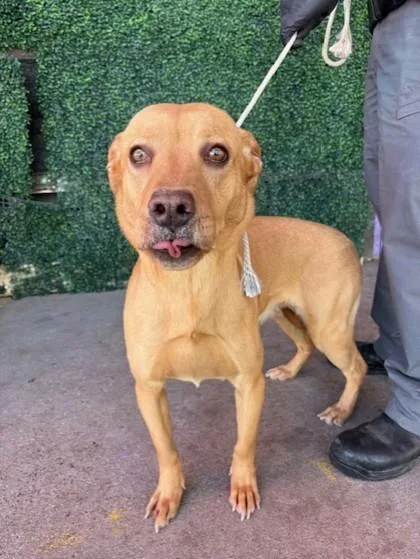 An adult medium-sized female Brown / Chocolate Pit Bull Terrier dog named Rocksprings for adoption in El Paso, TX