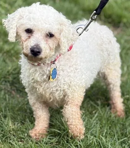 Marshmallow thumbnail 2