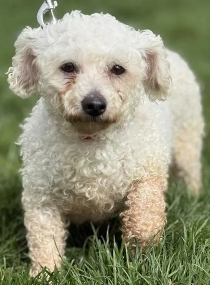 Marshmallow thumbnail 3