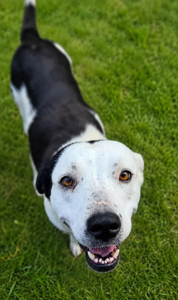 Pixel