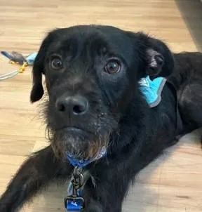 An adult medium-sized male Mixed Breed dog named Scruffleupagus for adoption in Kansas City, MO