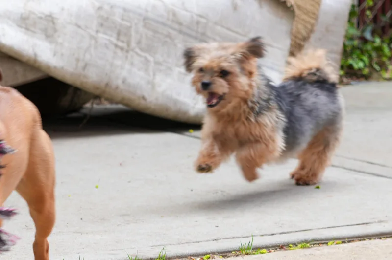 Cookie   Snuggling thumbnail 2