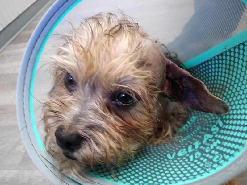 Cookie   Snuggling thumbnail 3