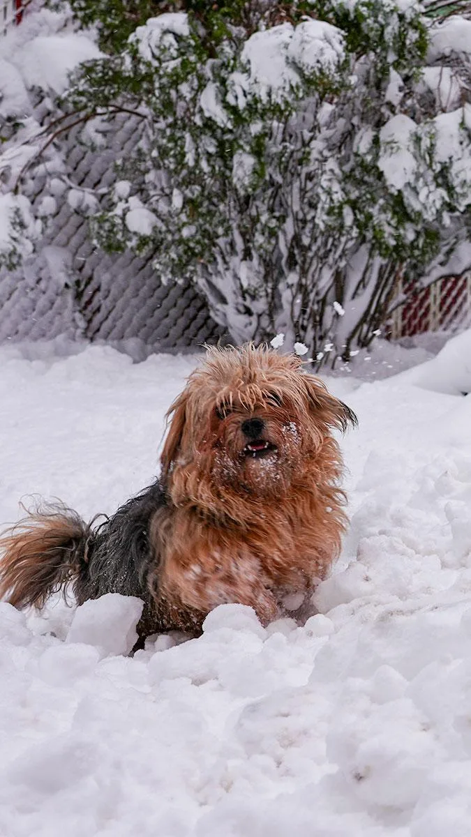 Cookie   Snuggling thumbnail 4