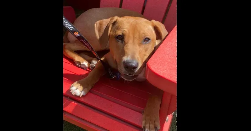 A young medium-sized female Labrador Retriever dog named Scout nka Skittles for adoption in Dallas, TX
