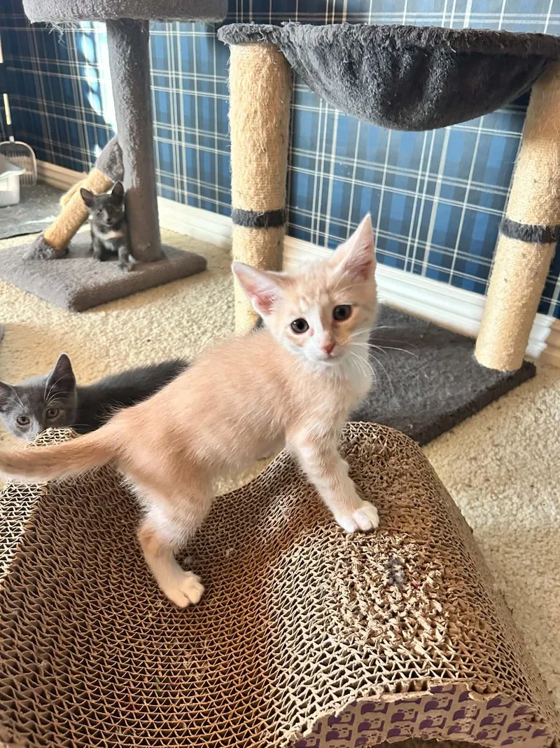 A baby small-sized male Domestic Short Hair cat named Wally for adoption in queen creek, AZ