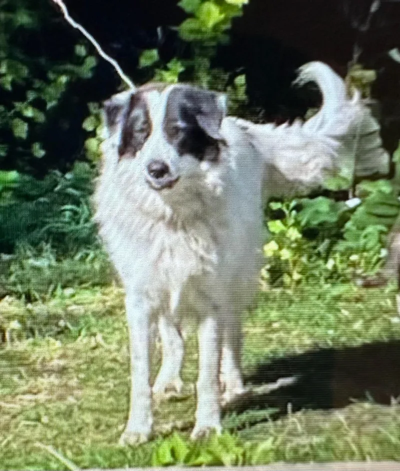 Panda  Courtesy Listing thumbnail 2