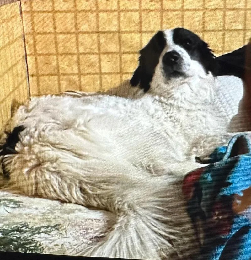 Panda  Courtesy Listing thumbnail 3