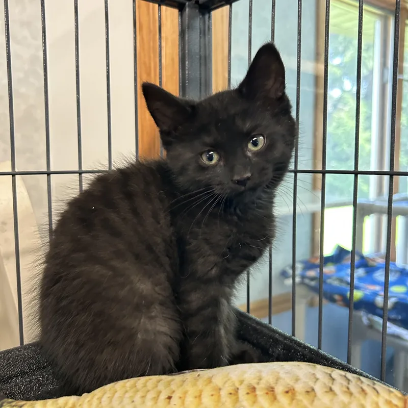 A baby medium-sized female Domestic Short Hair cat named Roo for adoption in St. Clair, MI