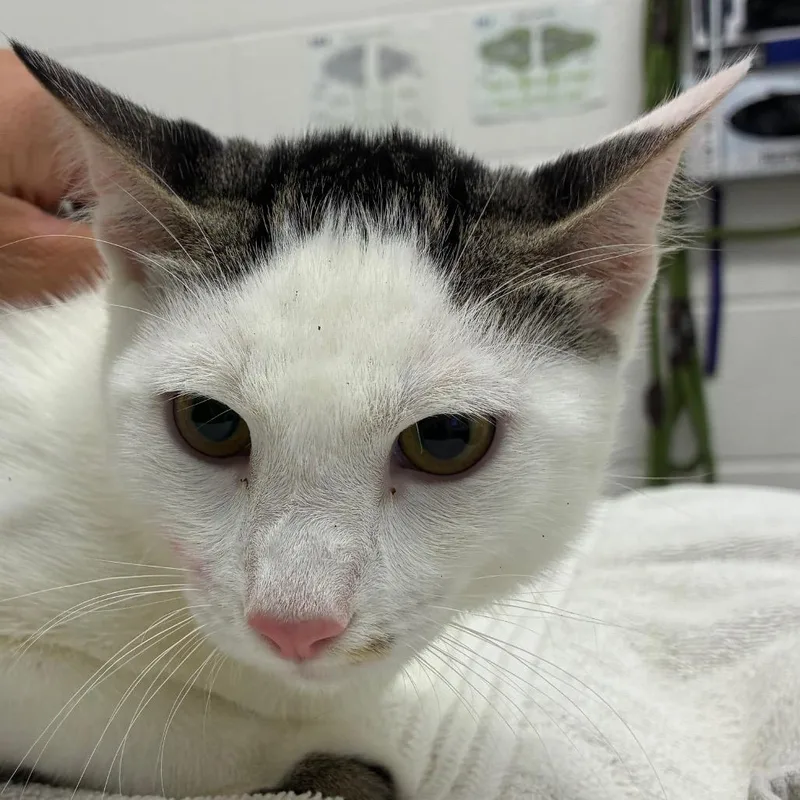 A young medium-sized male Domestic Short Hair cat named Kairo for adoption in Corpus Christi, TX