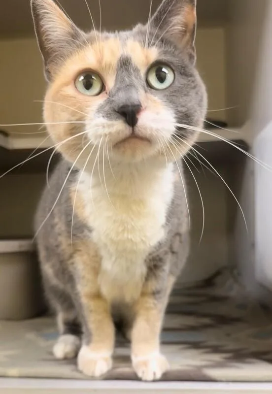 An adult medium-sized female Calico Domestic Short Hair cat named Dove for adoption in Osseo, MI